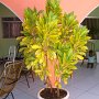 Decoracao1