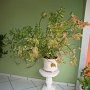 Decoracao2