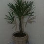 decoracao